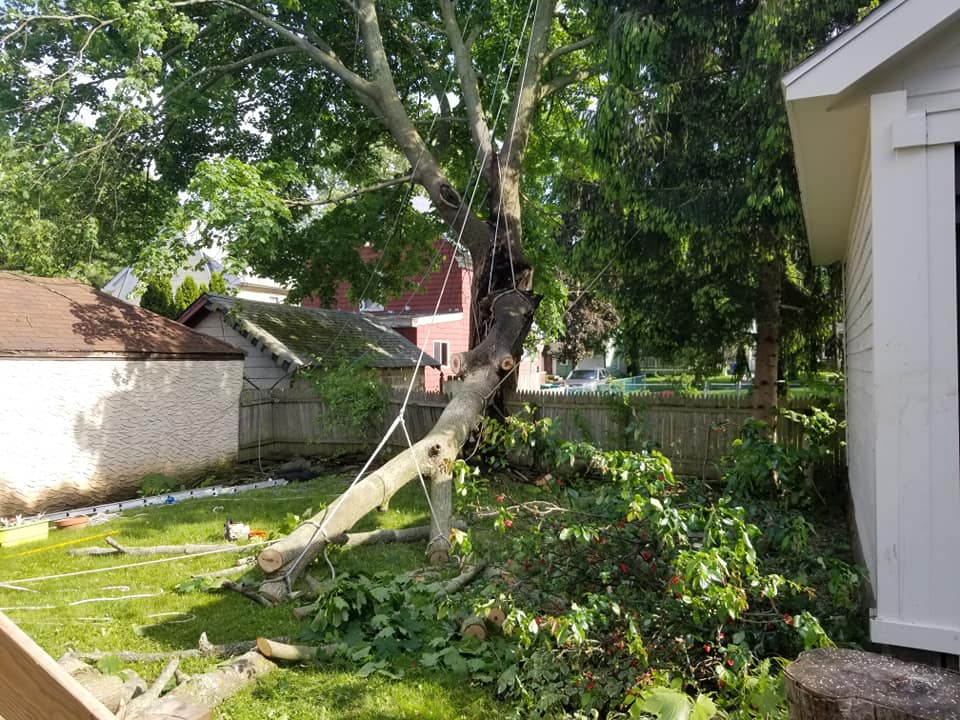Emergency Tree Removal Service in Stockton,CA