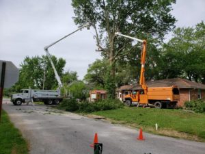 Tree Trimming Service Stockton CA