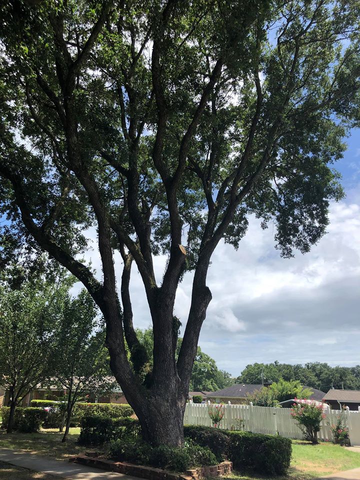 Tree Trimming