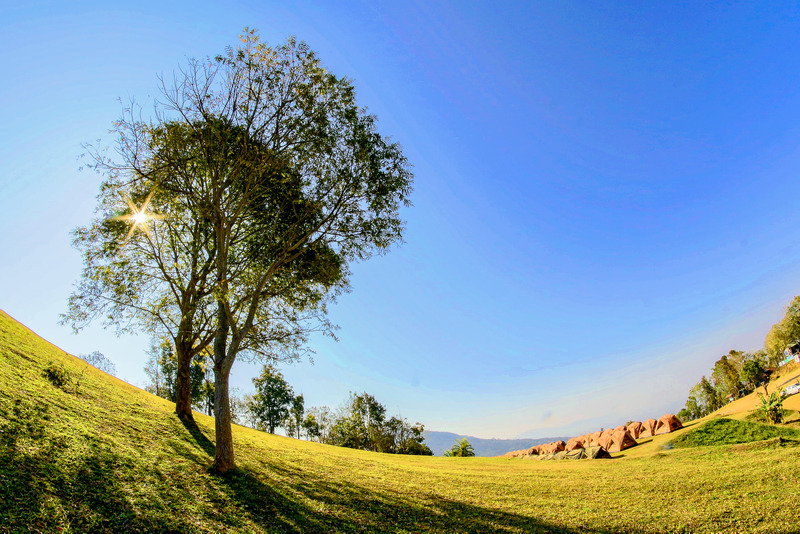 Tree Landscape