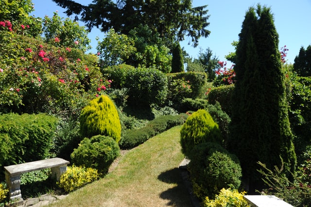 Conifers in the garden