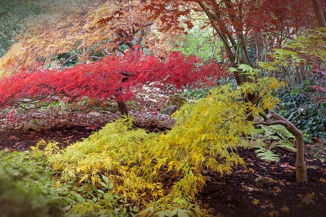 Planting trees & shrubs - Japanese maples