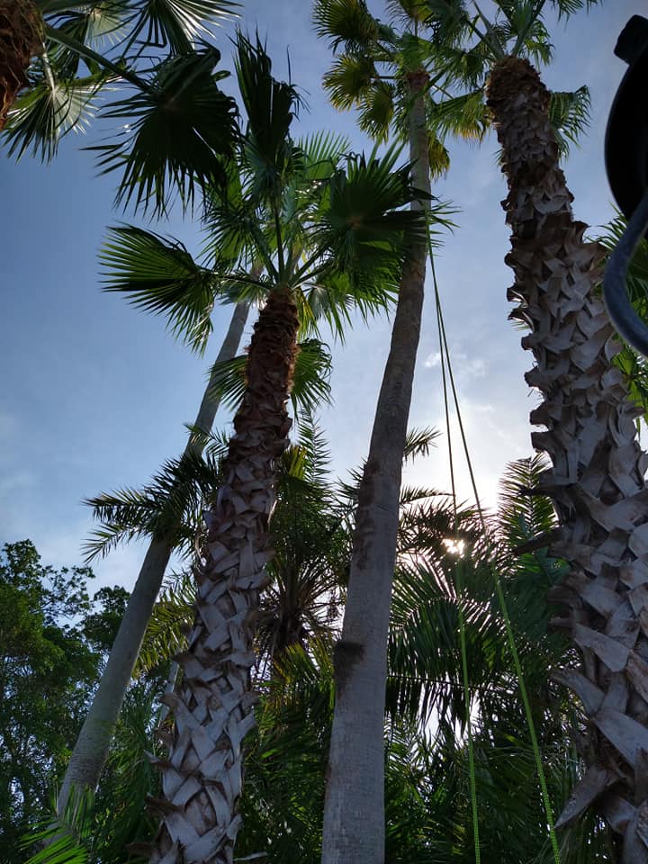 Palm Tree trimming