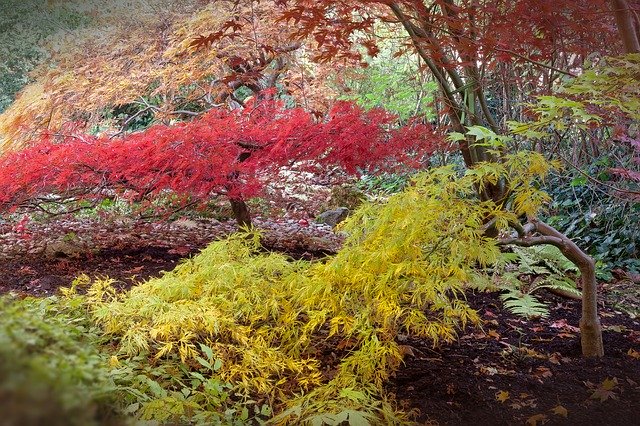 Growing Japanese Maples