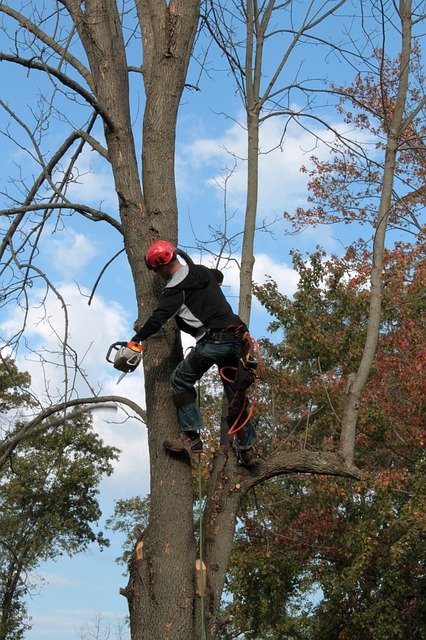 trimming trees