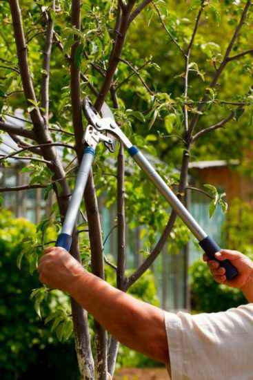 Tree Trimming Service Stockton CA