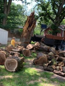 Residential tree service