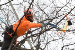 Tree Experts and Consulting Arborists