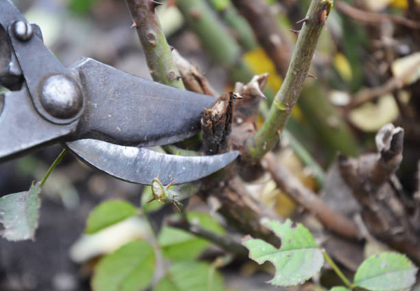 Prune out dead, damaged or crossing stems from shrub roses in autumn.