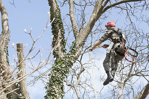 An arborist using a chainsaw to cut a walnut tree, dangerous work, tree pruning