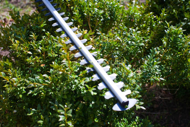 Large blade trimming bushes, gardening concept