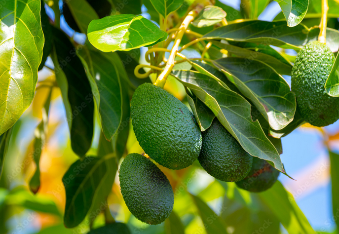 How to grow avacado tree in northern california?