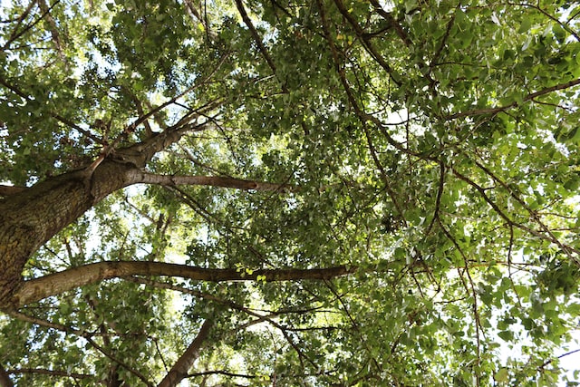 Beech Tree - North American Trees