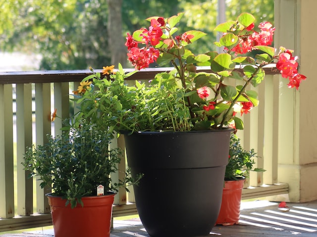 Growing Trees and Shrubs Containers