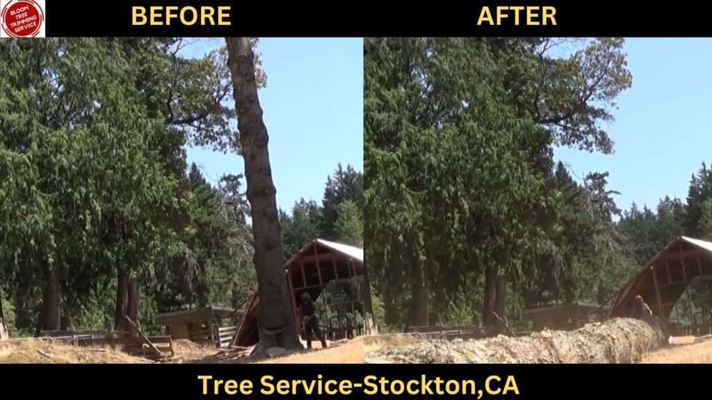 Tree Service in Stockton, CA