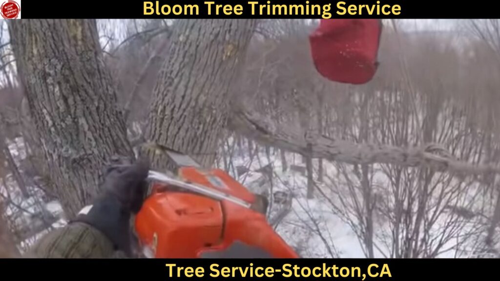 Tree Service in Stockton,CA