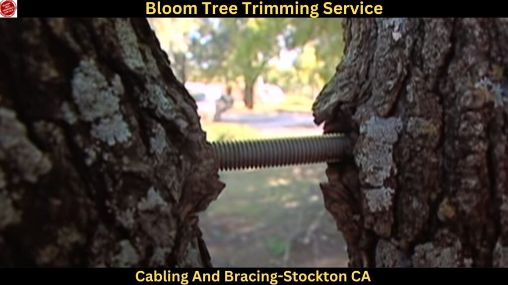 Cabling And Bracing in Stockton,CA